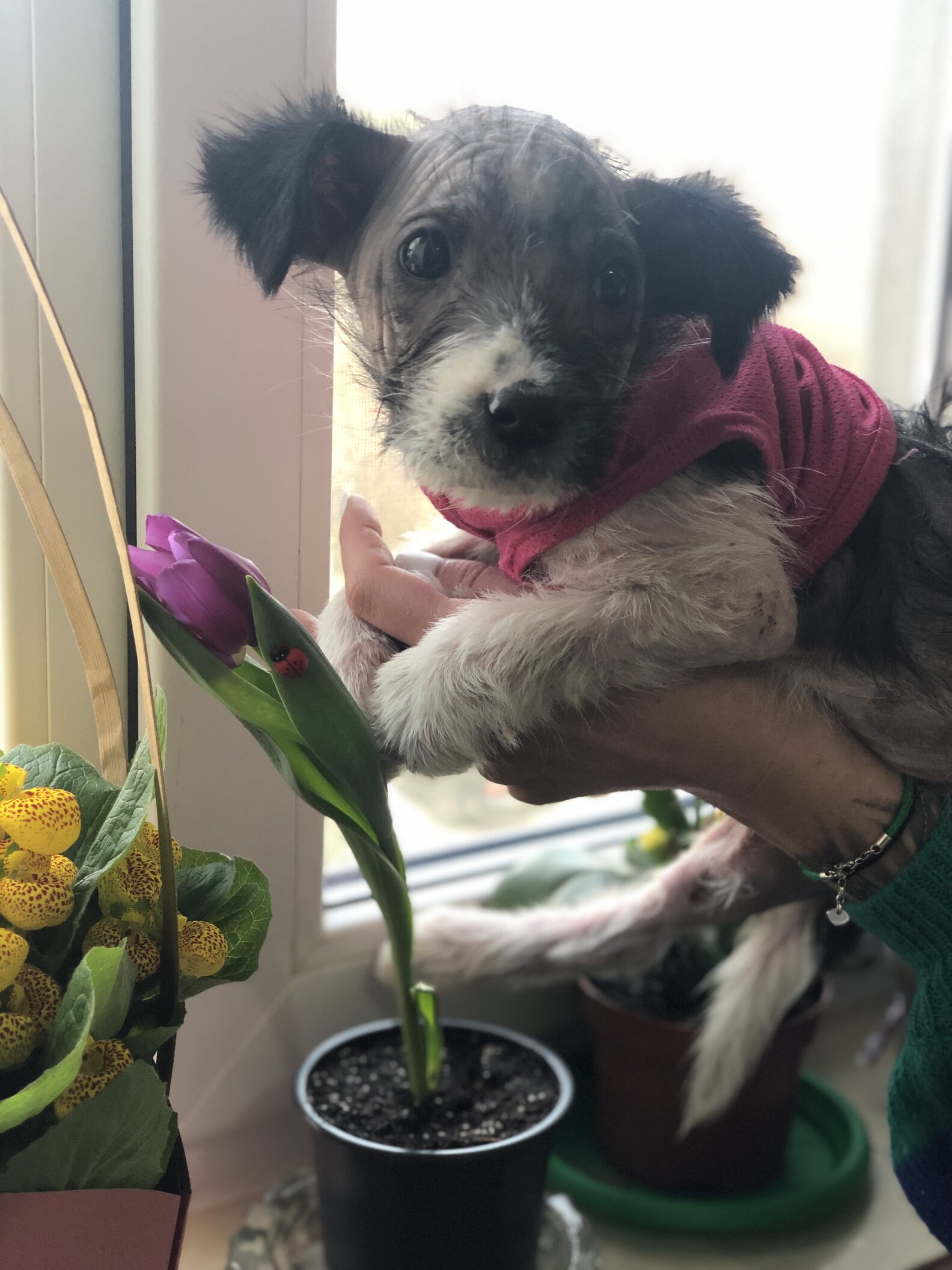 Tiny, Hairless Puppy Rescued By Kind Little Boy The Dodo