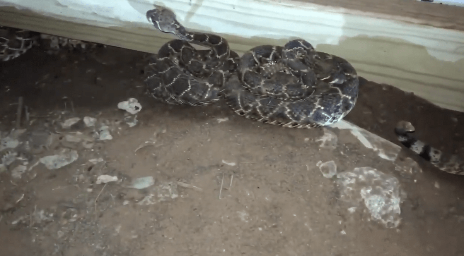 Man Finds 45 Snakes Under His House The Dodo
