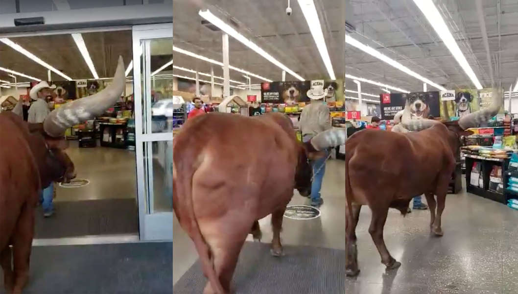 Petco Steer Texas Couple Brings 1,600Pound Steer to Local Pet Store