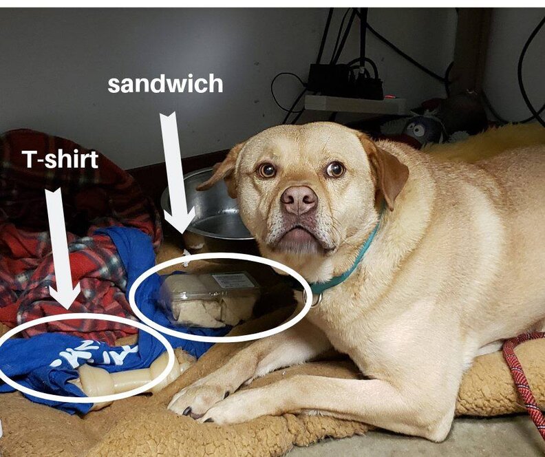 Shelter Dog Steals Everyone's Stuff The Dodo