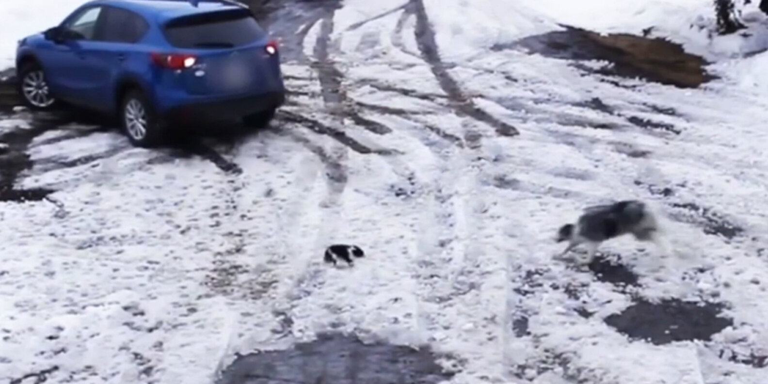 Incredible Video Shows Hero Dog Save Pup Who Was About To Be Run Over