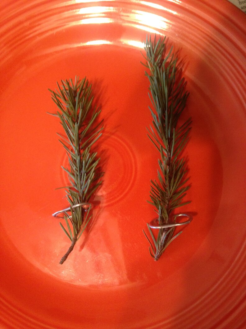 Crows Give Man Who Helped Them The Sweetest Gift The Dodo