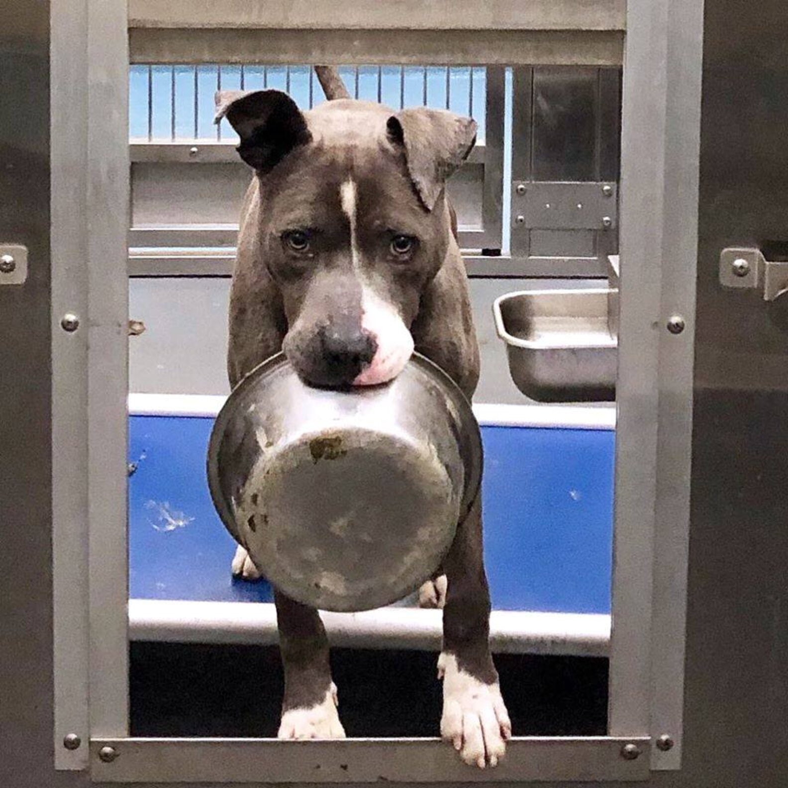 Shelter Dog Is Obsessed With His Food Bowl The Dodo