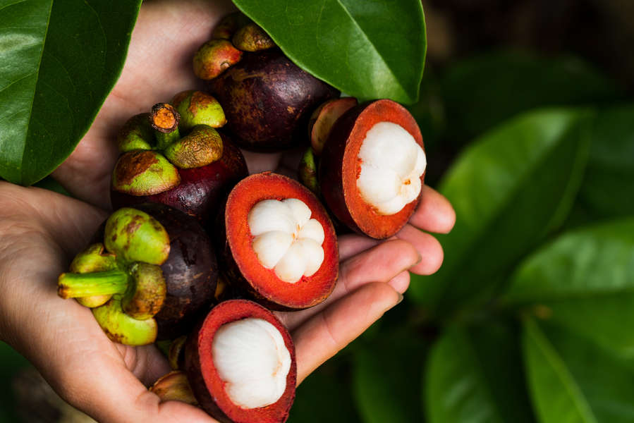 What is Mangosteen Fruit? Benefits of the Southeast Asian Fruit Thrillist