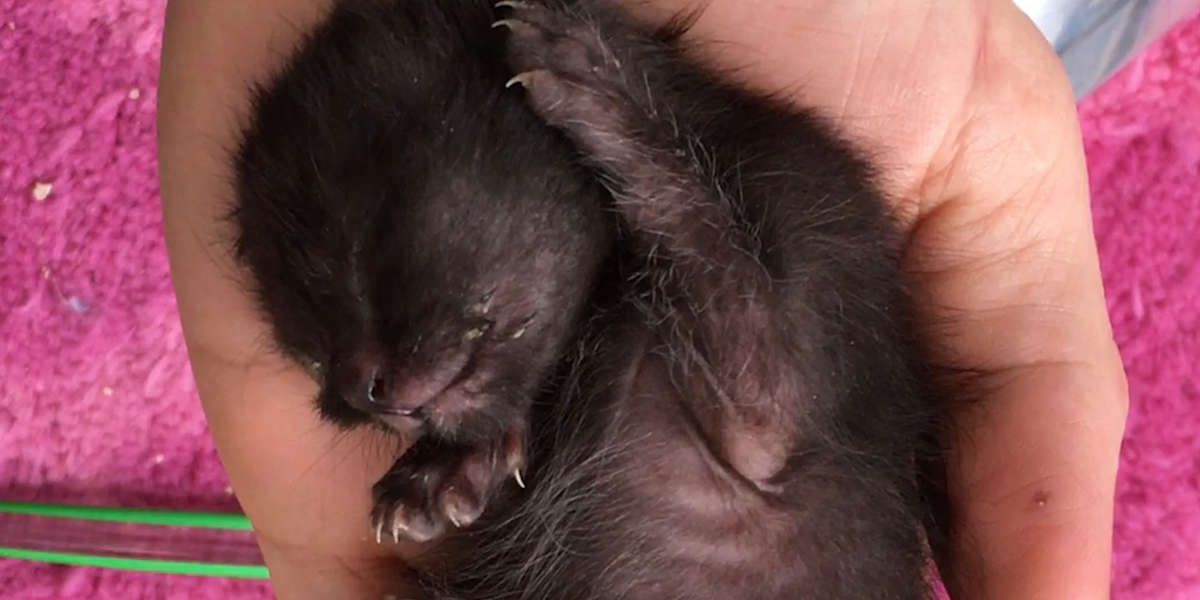 Kitten Smaller Than An iPhone Grows Up So Feisty Videos The Dodo