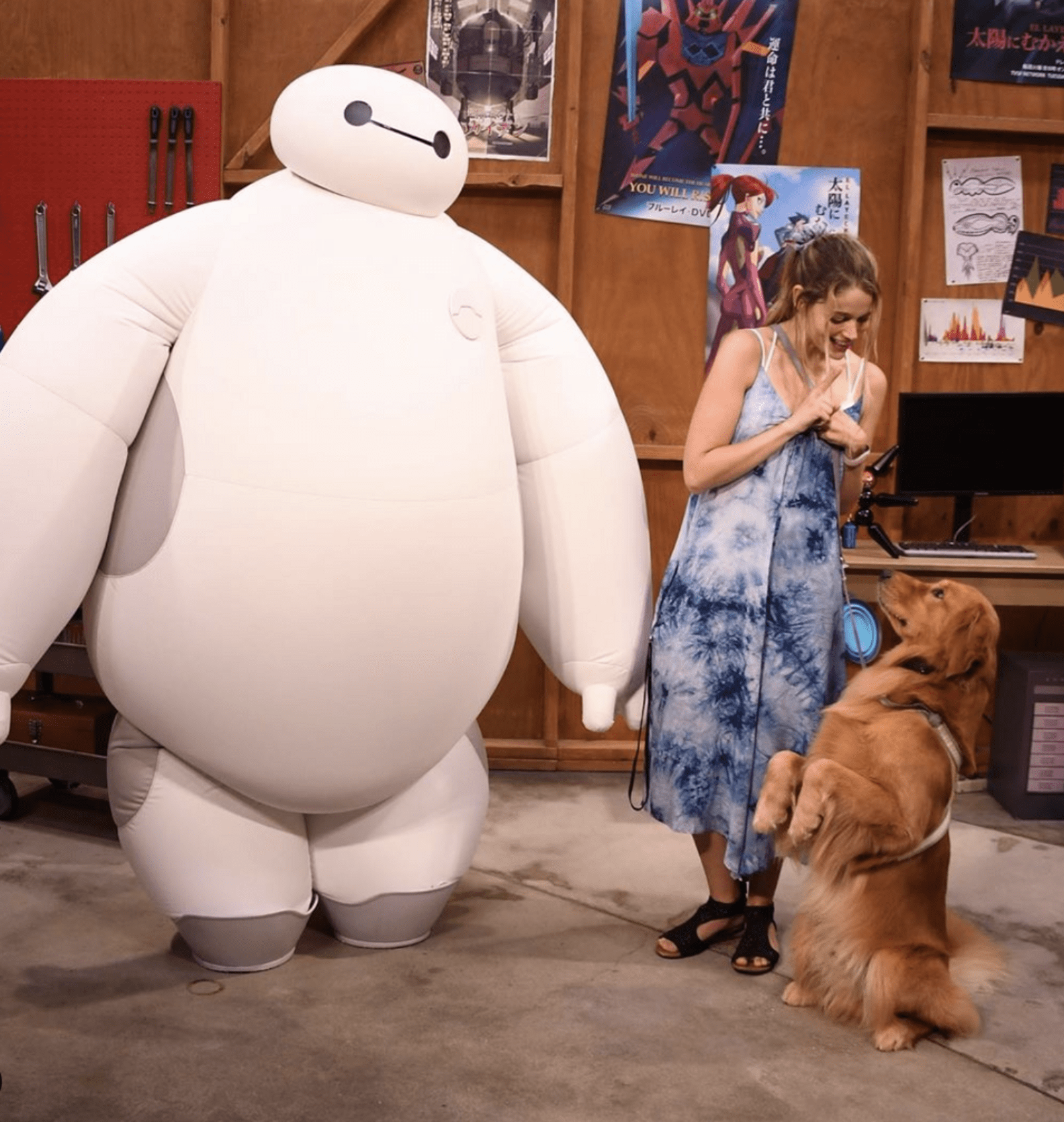 Service Dog Does Photoshoot At Disney World The Dodo