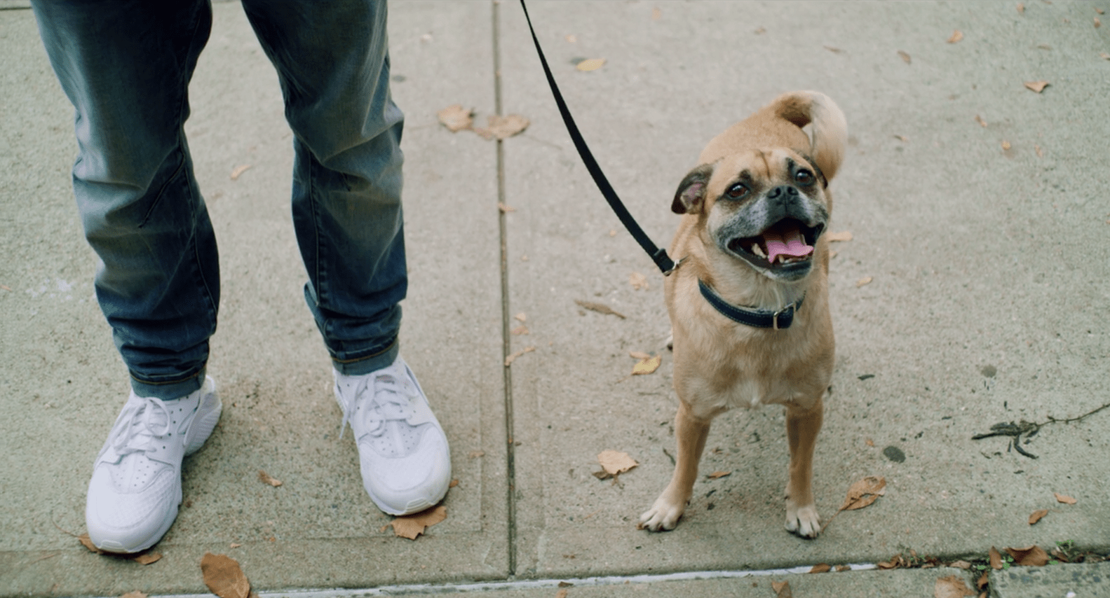 It's Bruno Review The New Netflix Show About Obsessive Dog Owners