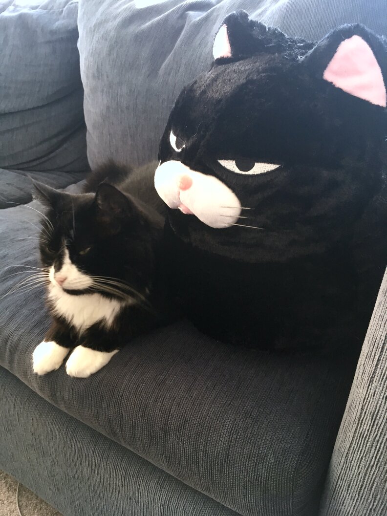 Cat Is Obsessed With Lookalike Pillow The Dodo