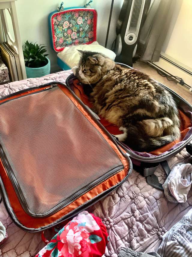 Cat Prefers Suitcase To Fancy Bed Mom Makes For Her The Dodo