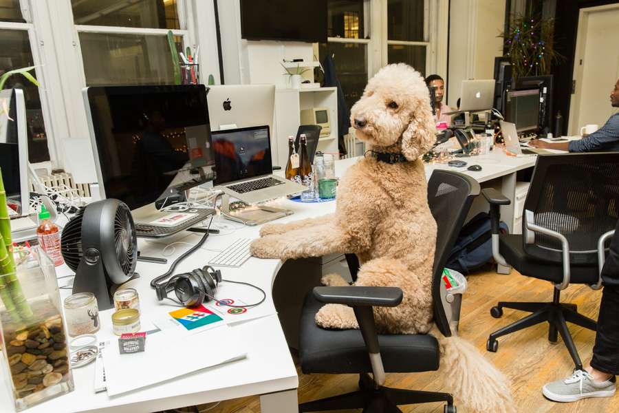 Bring Your Dog to Work Day 2019 Most Pet Friendly Companies in the US