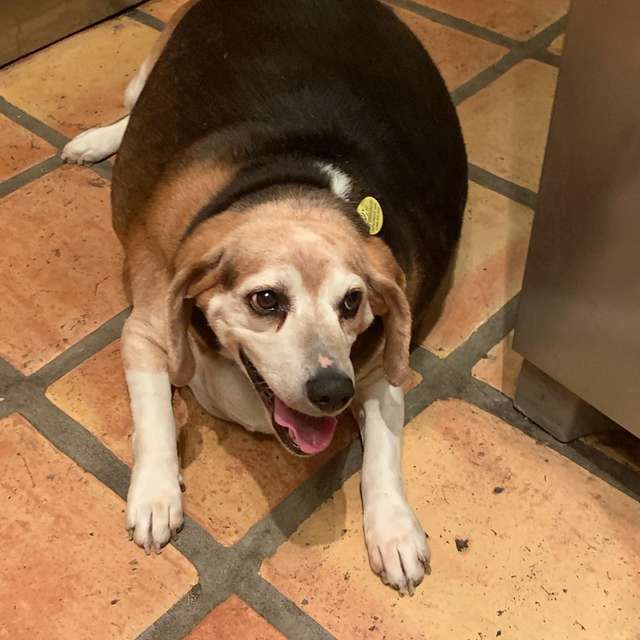 Obese Beagle Found In Arizona Kill Shelter Still Never Stops Smiling