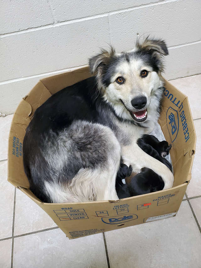 Mother Dog And 9 Puppies Abandoned At Dump The Dodo