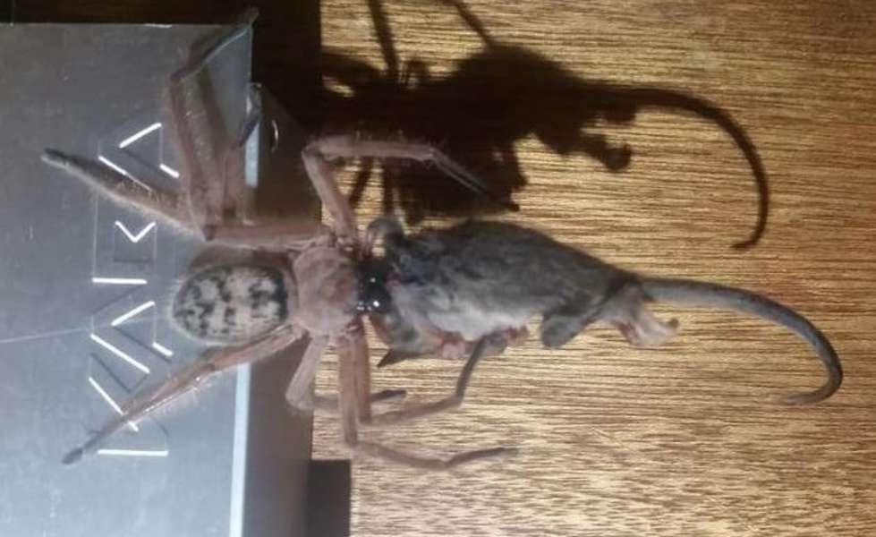 Massive Huntsman Spider Caught Eating a Possum in Horrifying Photo