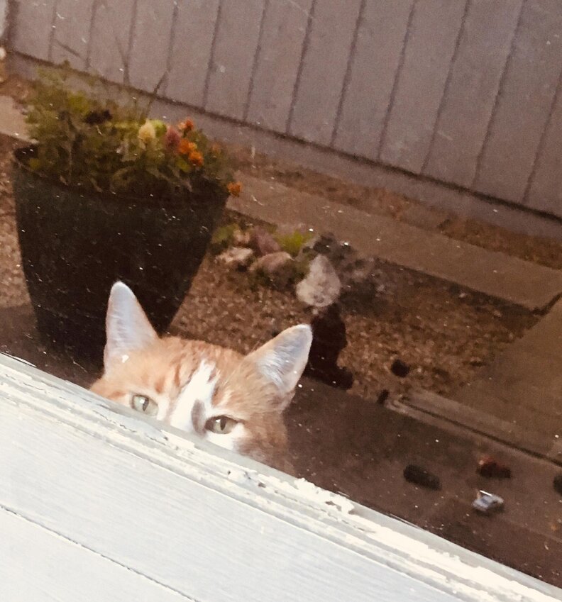 Family Puts Up Sign To Stop Cat From Going Outside The Dodo