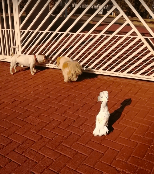 Cockatoo Goes Viral For Guarding His House With The Dogs The Dodo