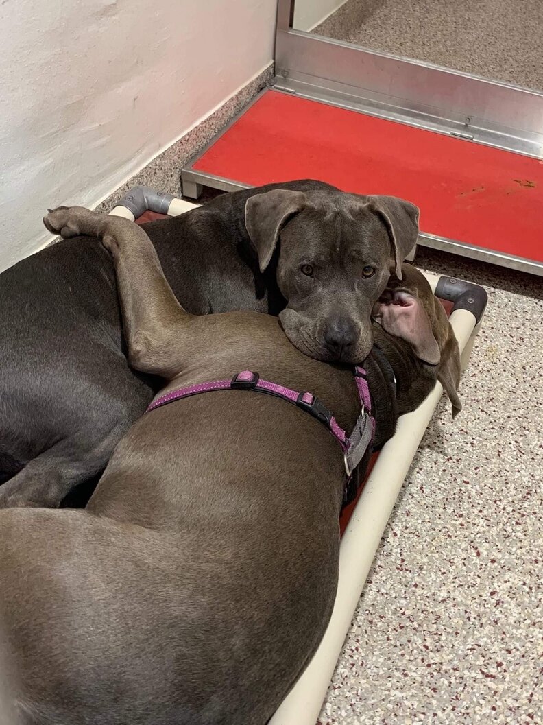 Bonded Shelter Dogs Sleep In The Same Bed Together The Dodo