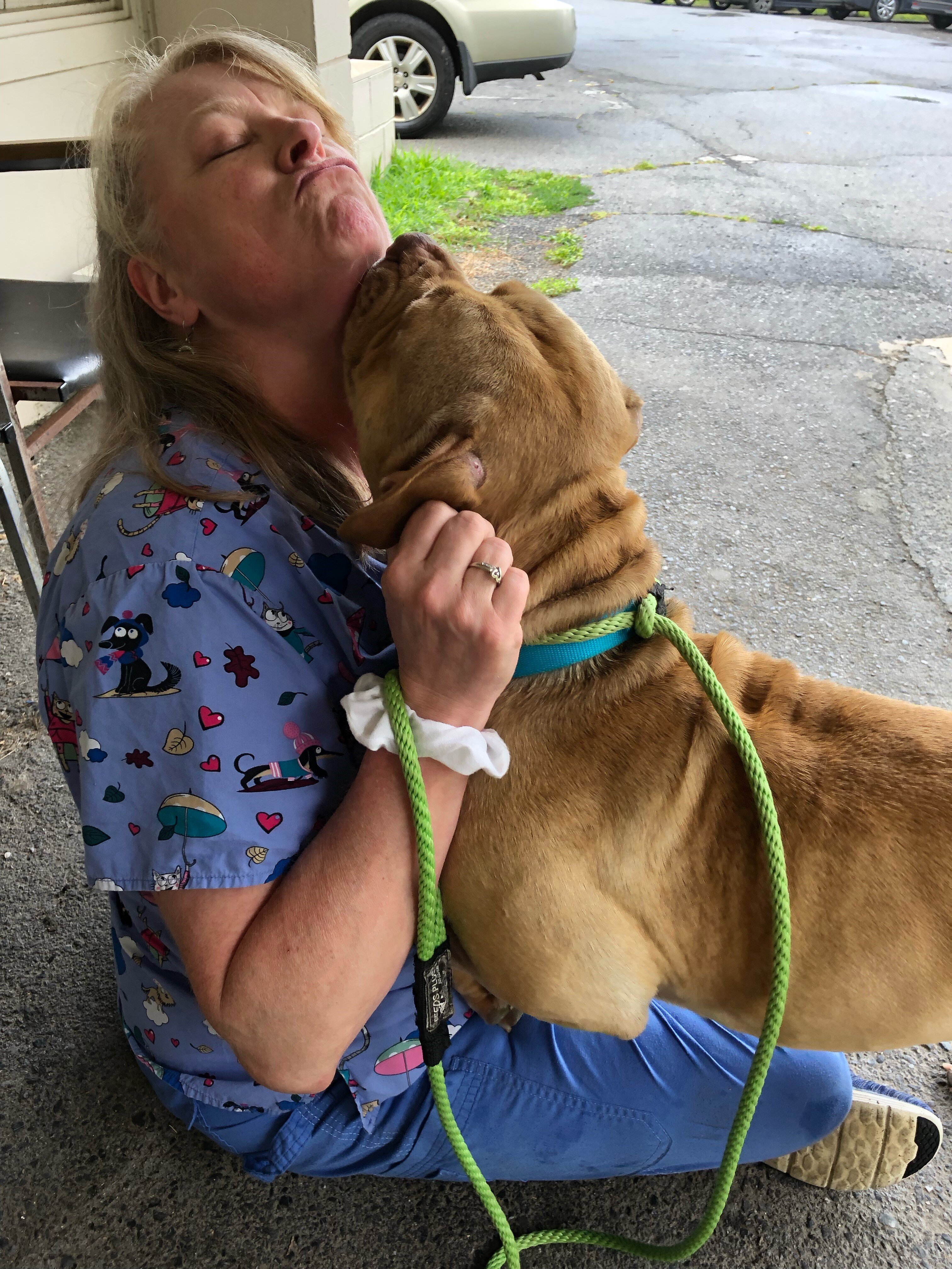 Dog Found Tied To Tree Along Highway The Dodo
