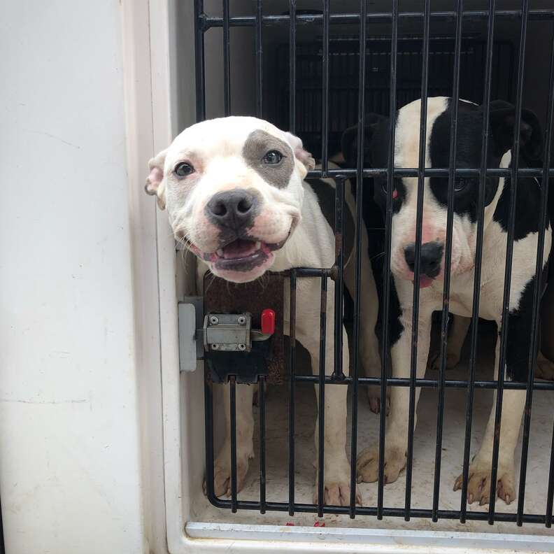Atlanta Animal Shelters Are Over Capacity The Dodo