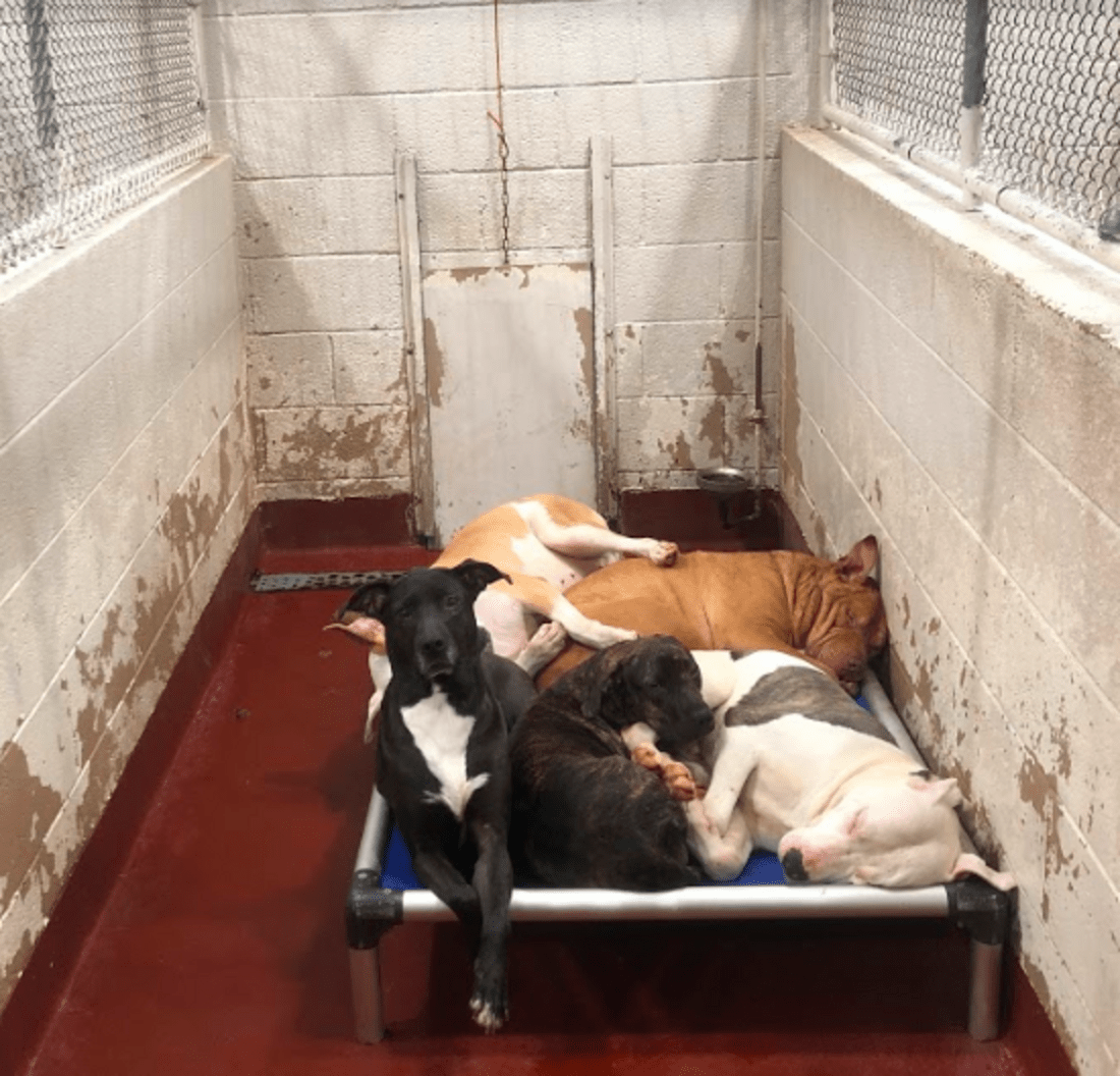 Atlanta Animal Shelters Are Over Capacity The Dodo