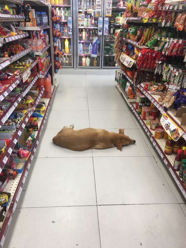Nobody understands why the dog is lying on the floor then shop clerk