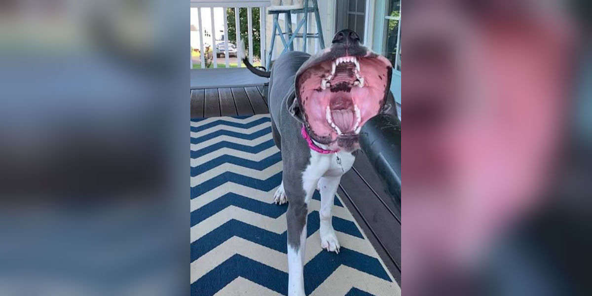 Dog Attacks Leaf Blower And It's Hilarious The Dodo