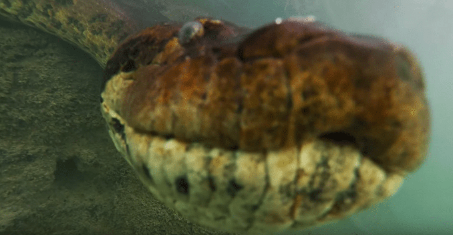 Diver Meets A Huge Anaconda In Brazilian River The Dodo