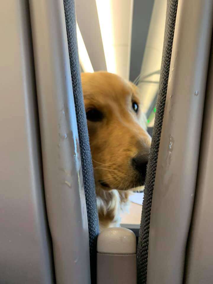 Puppy Entertains Passengers On Flight The Dodo