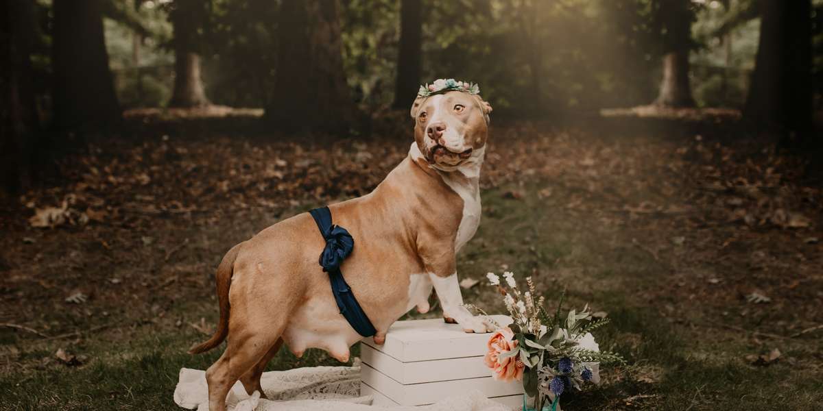 Pregnant Dog Does Cutest Photo Shoot The Dodo