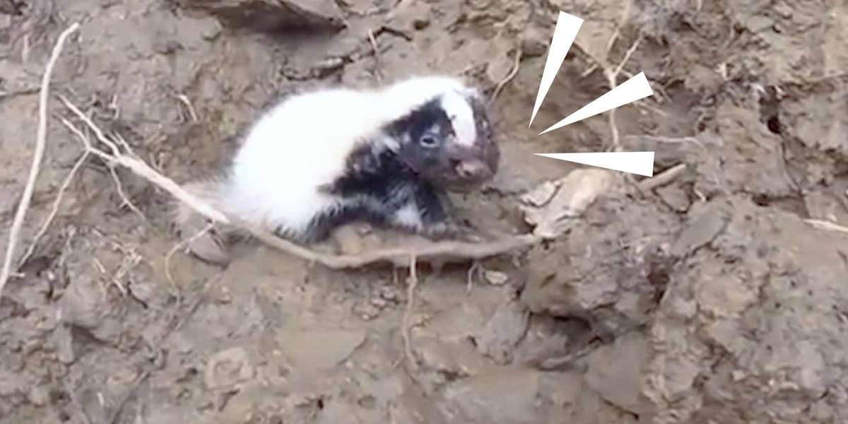 Kayaker Rescues Cutest Baby Skunks Crying for Help Videos The Dodo