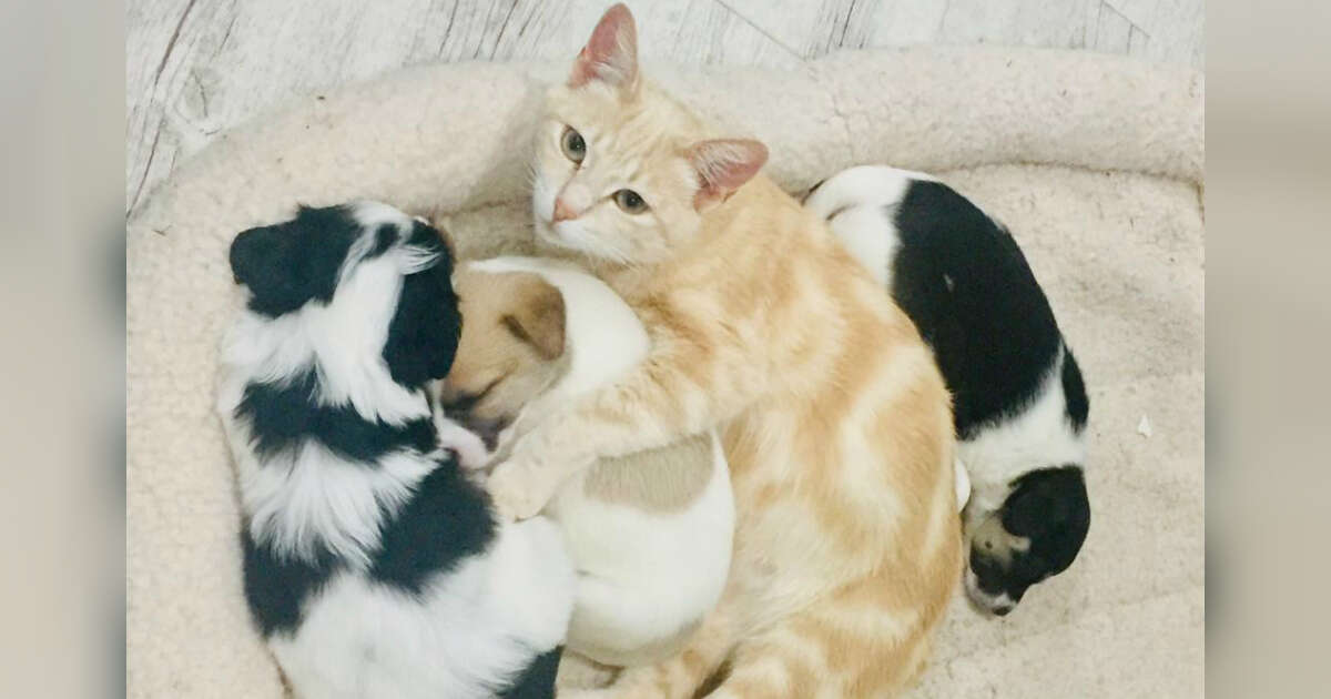 Can Puppies Nurse From A Cat