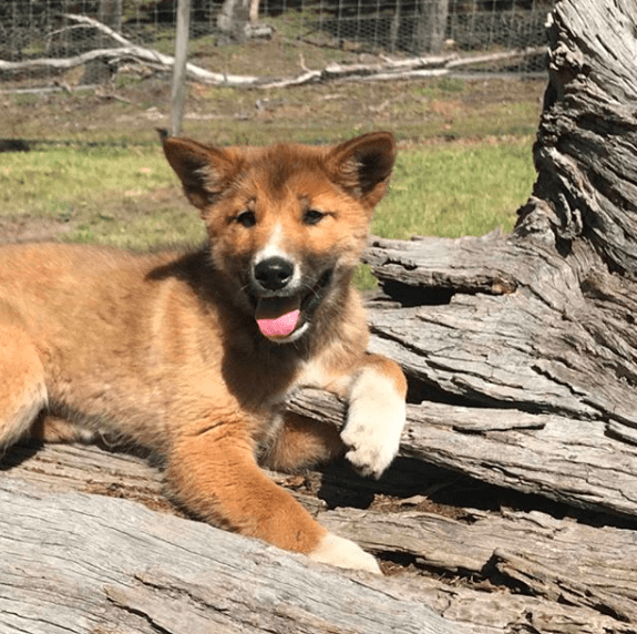 Rare 'Puppy' Found In Backyard Actually A Pure Dingo The Dodo