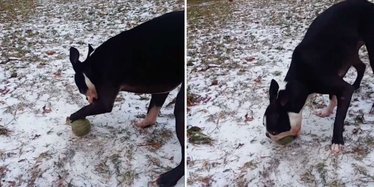 Dog Can't Understand Why Frozen Ball Won't Move The Dodo