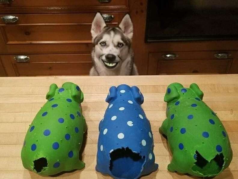 Why Does My Dog Eat Stuffed Animals