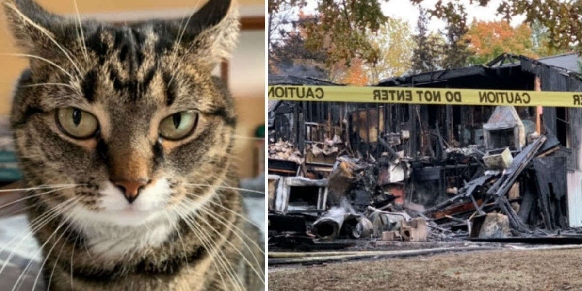 Cat Saves Owner And Neighbors From Lansing Fire The Dodo