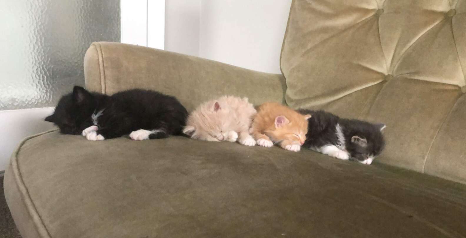 Tiny Kittens Wake Up As Soon As They Hear Food Being