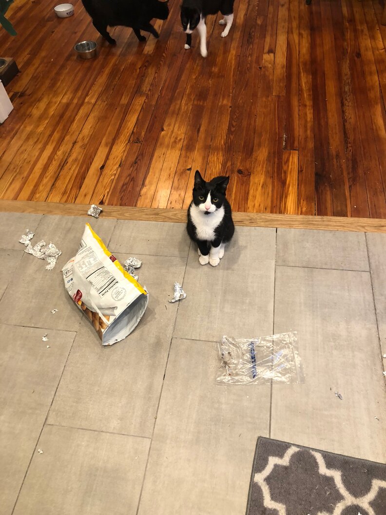 Cat Steals Entire Pack Of Tortillas The Dodo