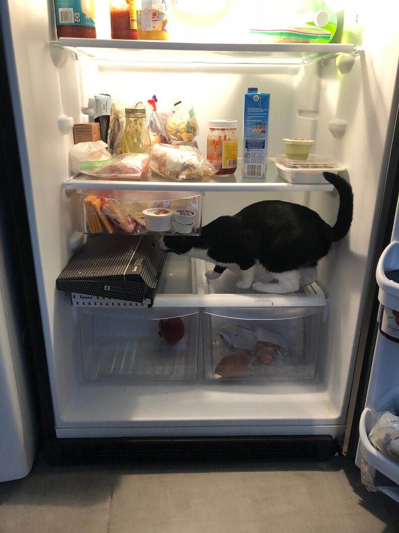 Cat Steals Entire Pack Of Tortillas The Dodo