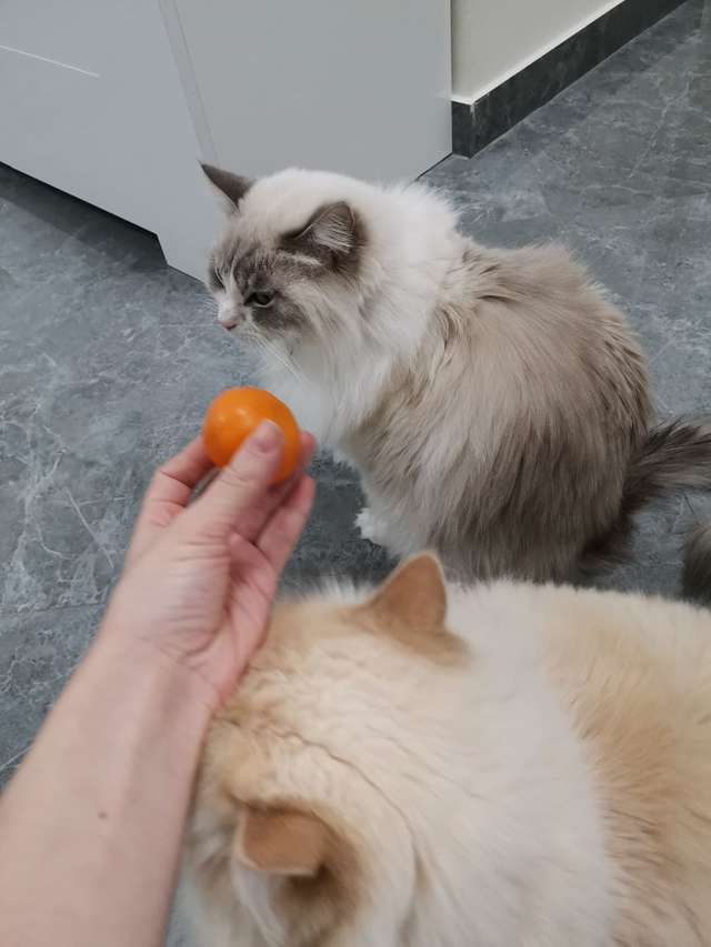 Cat Terrified Of Tangerines The Dodo