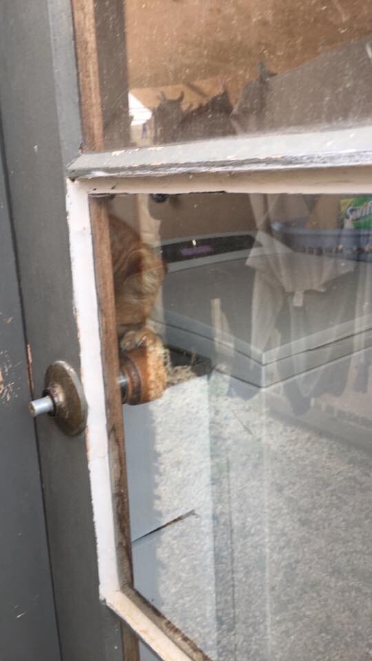 Cat Lets Mom Back Into Locked House The Dodo