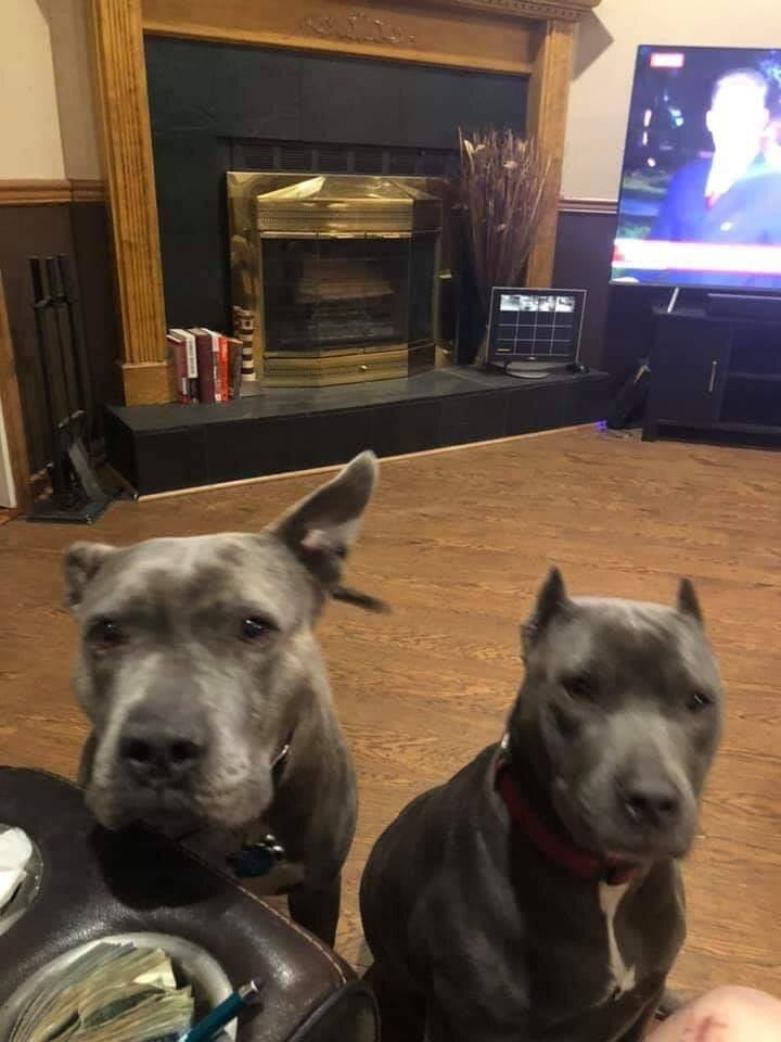 The Unlikely Heroes How Two Pit Bulls Saved Their Owner’s Life New