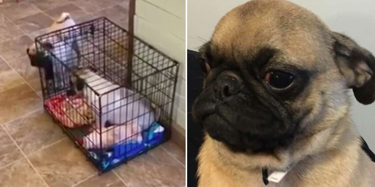 Best Size Crate For Pug