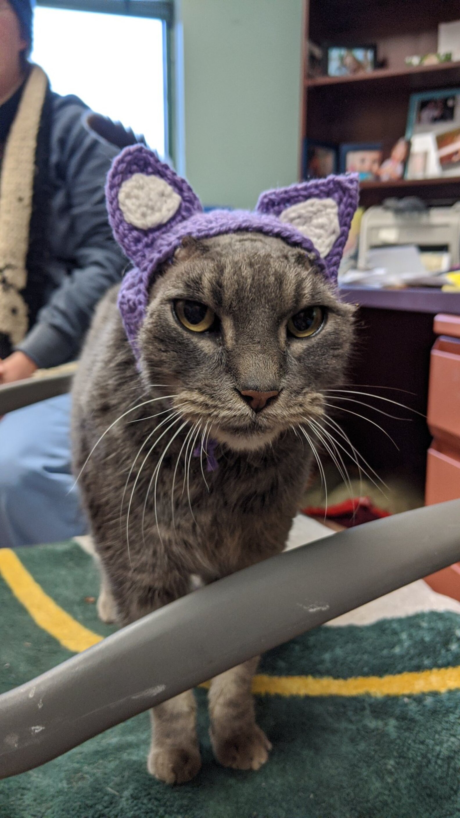 Shelter Cat With No Ears Gets Special Hat The Dodo