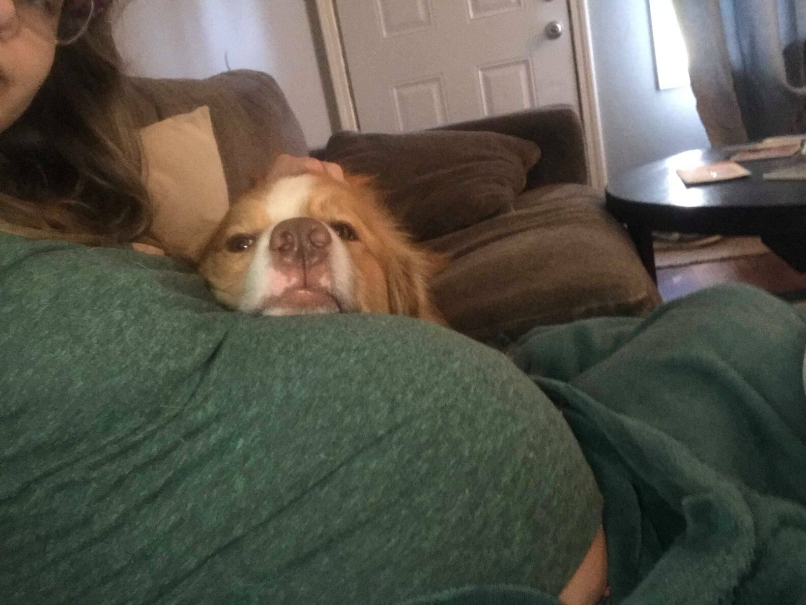 Dogs Are Obsessed With Their Pregnant Mom's Belly The Dodo