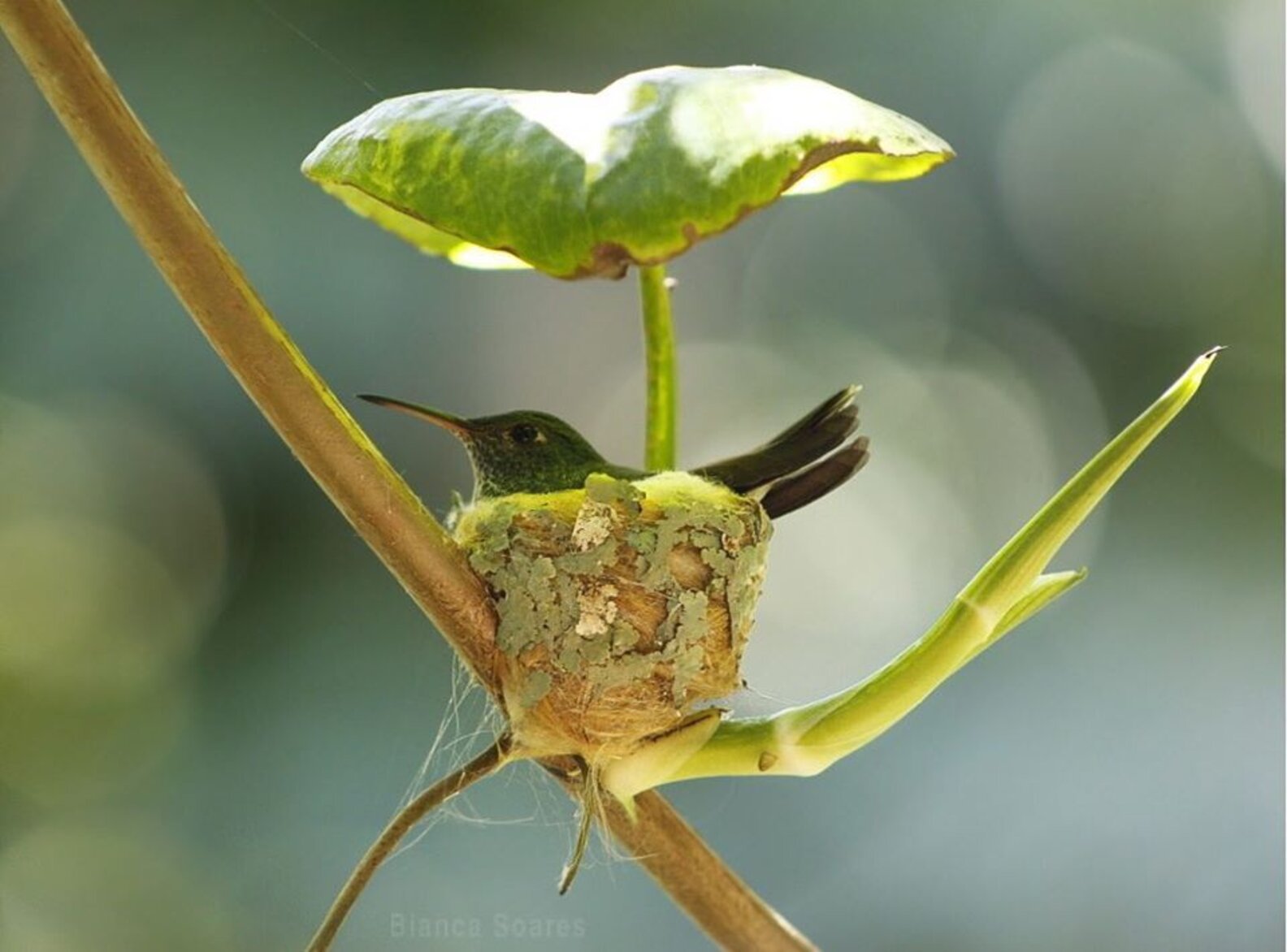 Clever Little Hummingbird Builds A Home With A Roof The Dodo