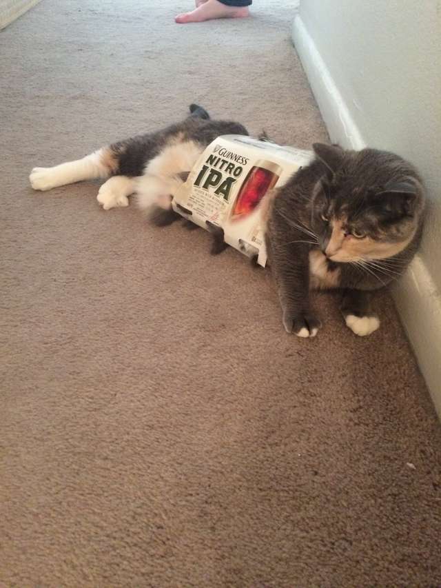 Cat Waits In Front Of Automatic Feeder The Dodo