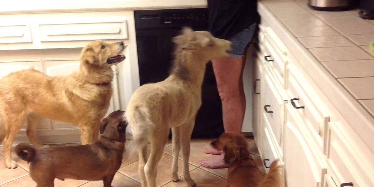 Tiniest Mini Horse Grows Up In A House Full Of Dogs Videos The Dodo