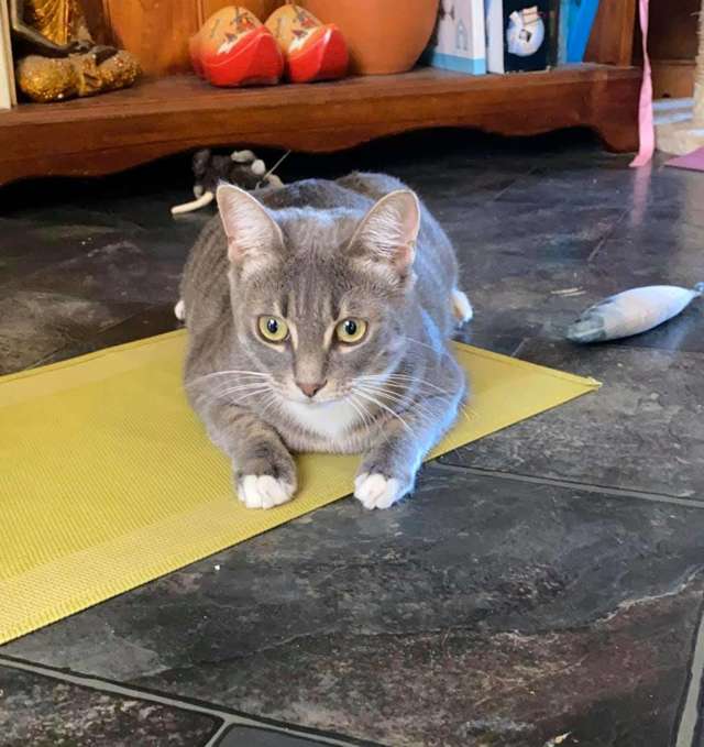 Cat Destroys Toilet Paper Stash The Dodo