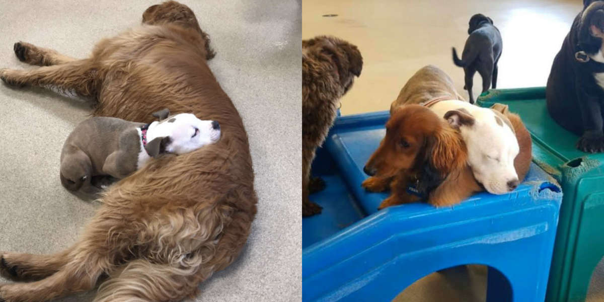 Dog Naps On Fluffiest Dogs At Day Care The Dodo