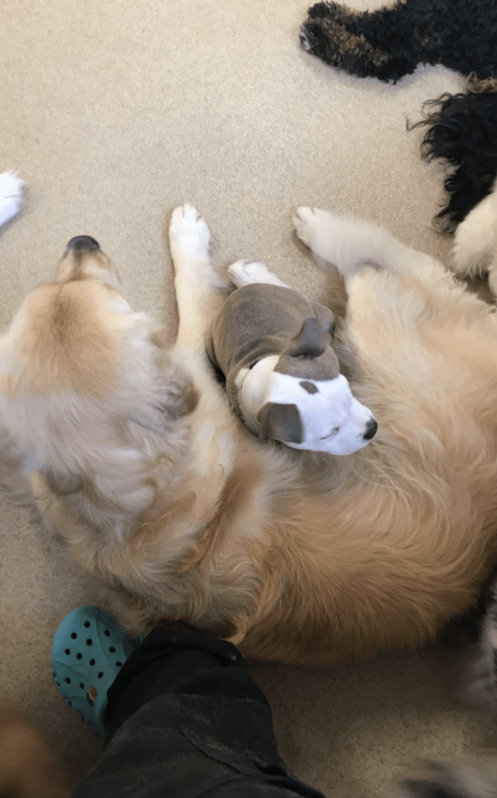 Dog Naps On Fluffiest Dogs At Day Care The Dodo