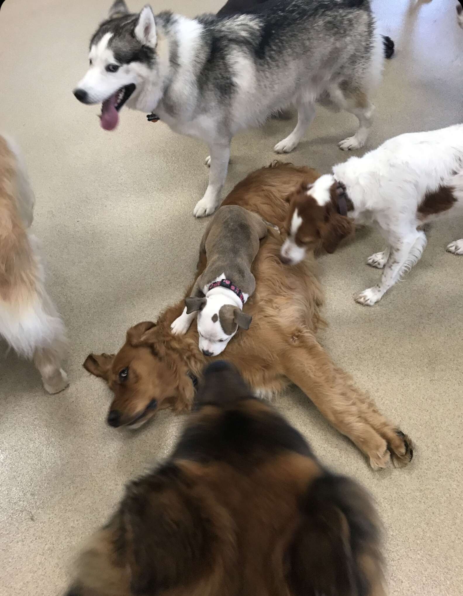 Dog Naps On Fluffiest Dogs At Day Care The Dodo